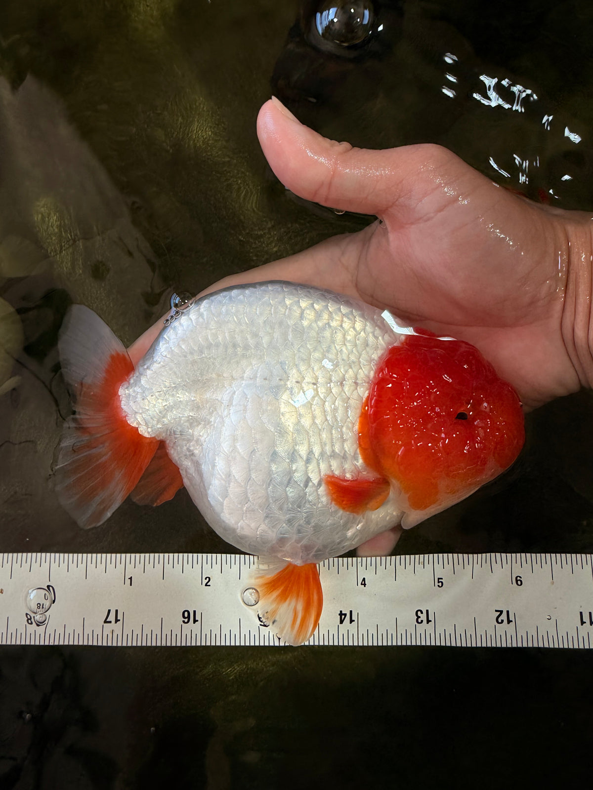 UNIQUE A Grade Red Head Buffalo Ranchu Female 6 inches #100926RC_30