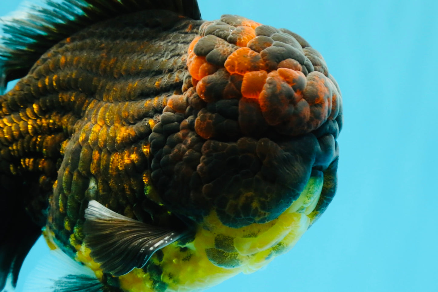 AAA Grade Godzilla Tiger Oranda Male 6.5 inches #022726OR_11