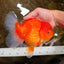 SUPER CUTE A Grade Red White Oranda Female 6.5 inches #110725OR_01