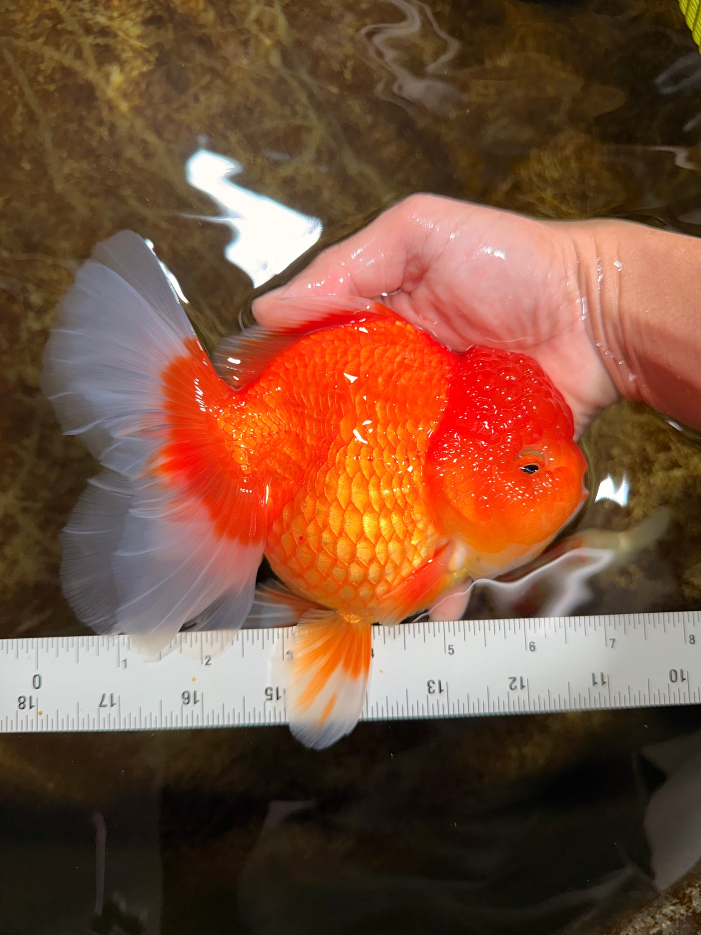 SUPER CUTE A Grade Red White Oranda Female 6.5 inches #110725OR_01