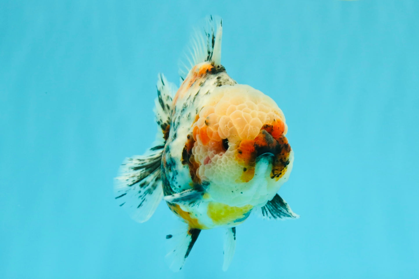 FLUFFY AAA Grade Marble Calico Yuanbao Male 5.5-6 inches #032026YB_20