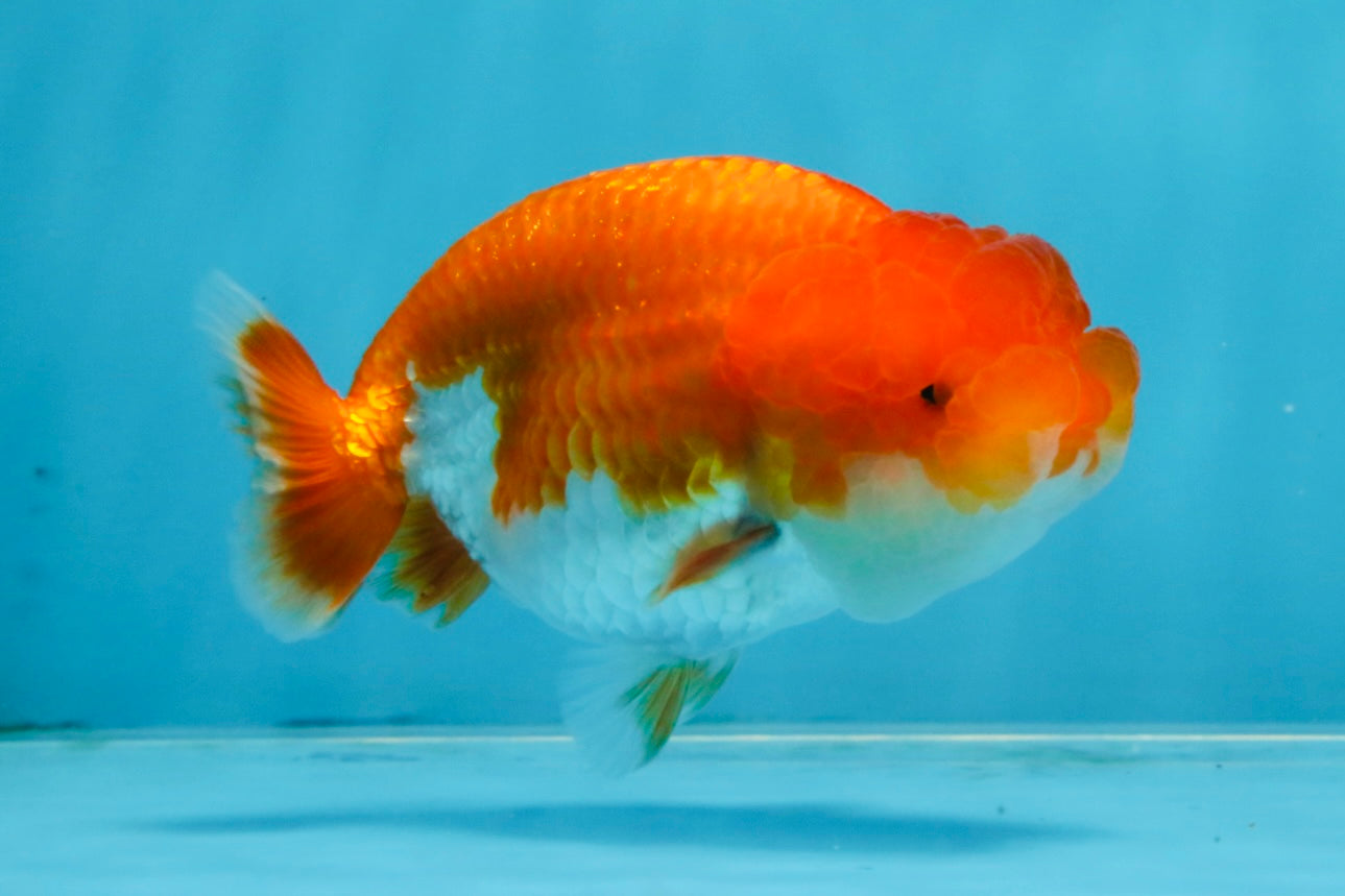 AAA Grade Red White LionQueen 4 inches #103125LC_22