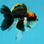 Tricolor Oranda Female 5 inches #120624OR_11