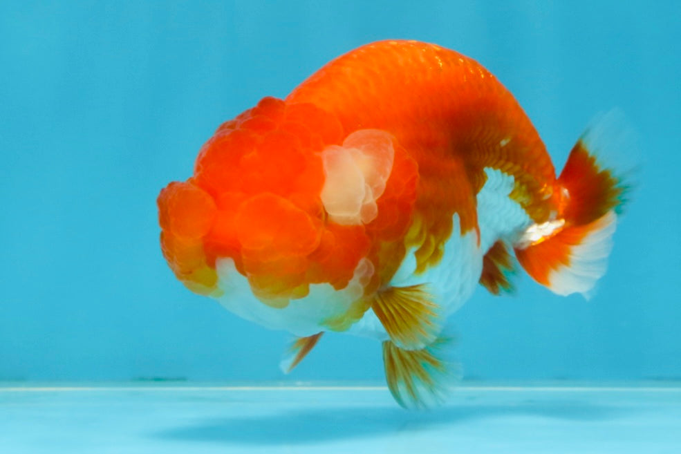 A Grade Red White LionQueen 4 inches #102425LC_09