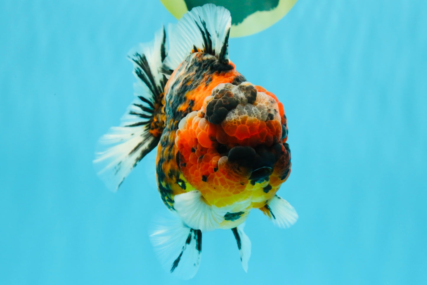 SUPER Special AAA Grade Godzilla Tiger Yuanbao Male 5 inches #022726YB_01