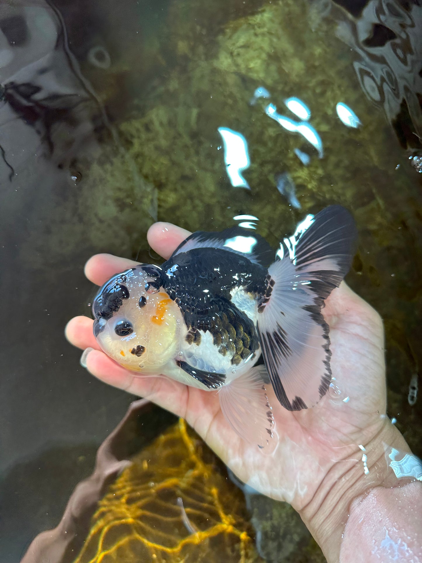 A Grade Panda Button Eyes Oranda Female 5 inches #081525OR_19