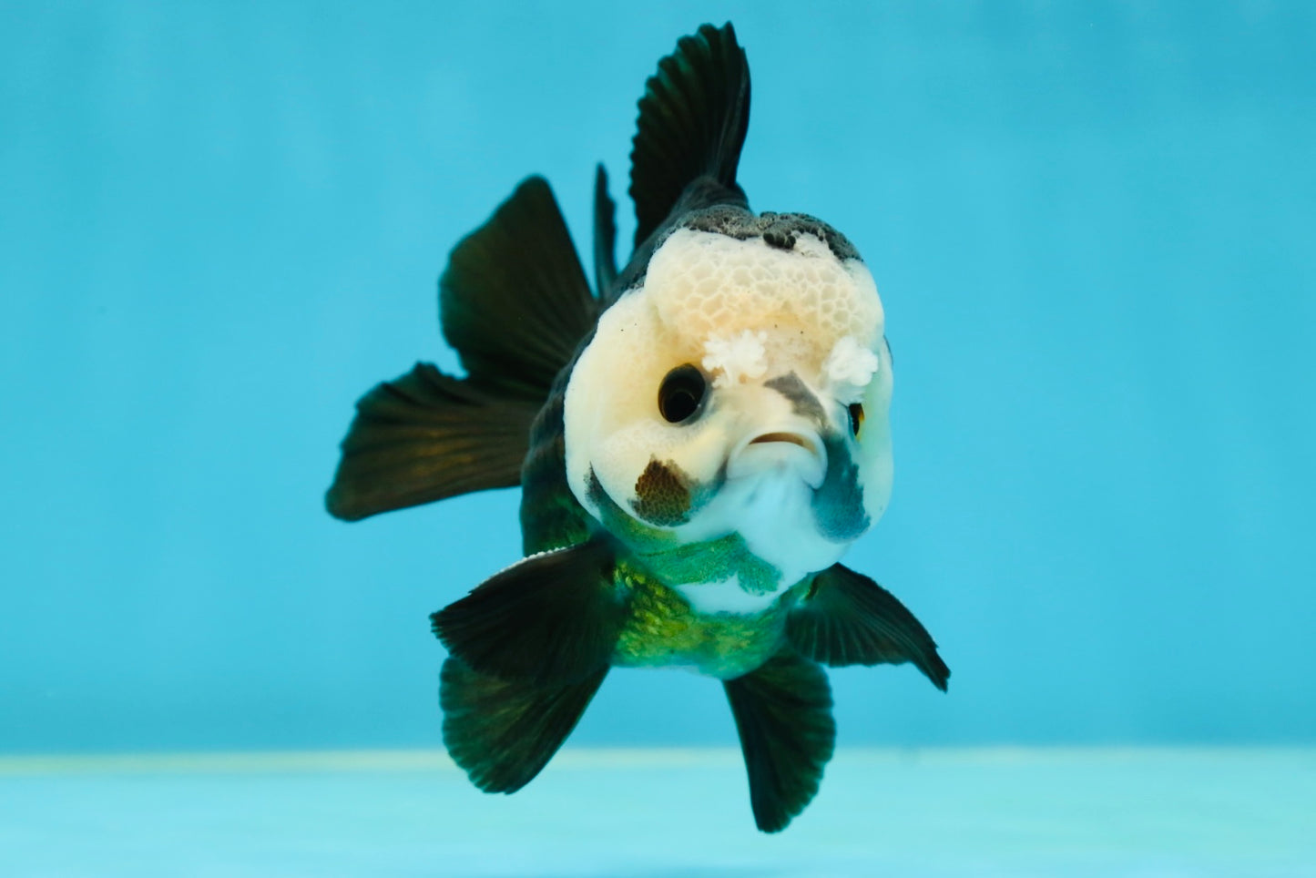 AAA Grade Pompom Panda Button Eyes Yuanbao Male 4 inches #050925YB_25