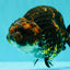 Tiger Ranchu Female 6 inches #100926RC_32