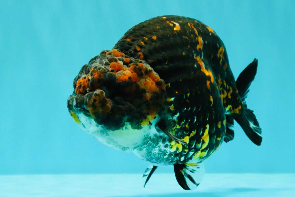 Tiger Ranchu Female 6 inches #100926RC_32