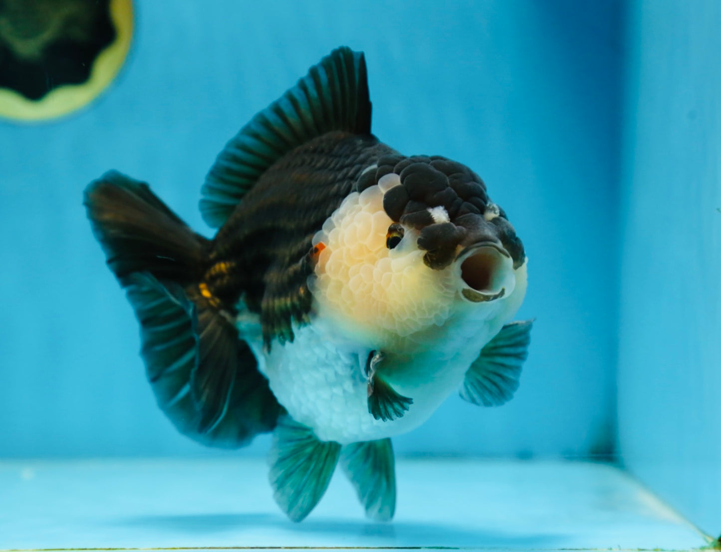 AAA Grade Panda Yuanbao Male 6 inches #091225YB_01