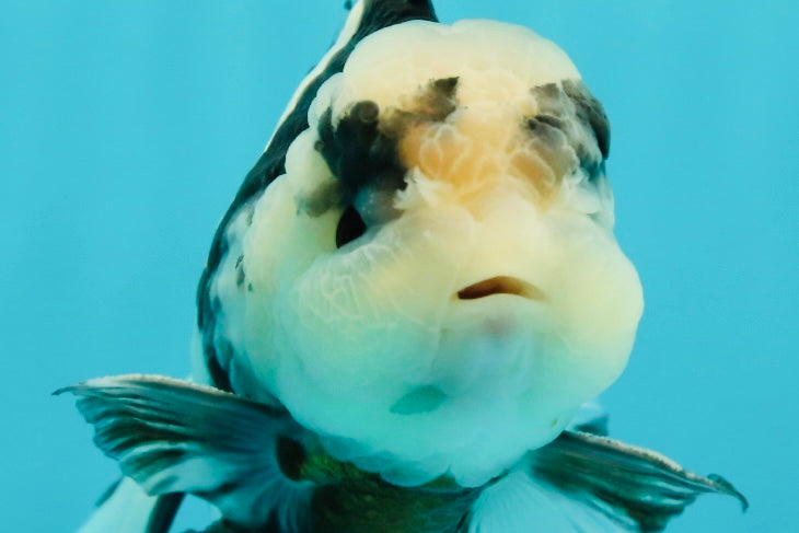 A Grade Fluffy Head Panda Oranda Male 5 inches #110824OR_13