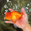 A Grade Red White Oranda Male 6 inches #081426OR_13