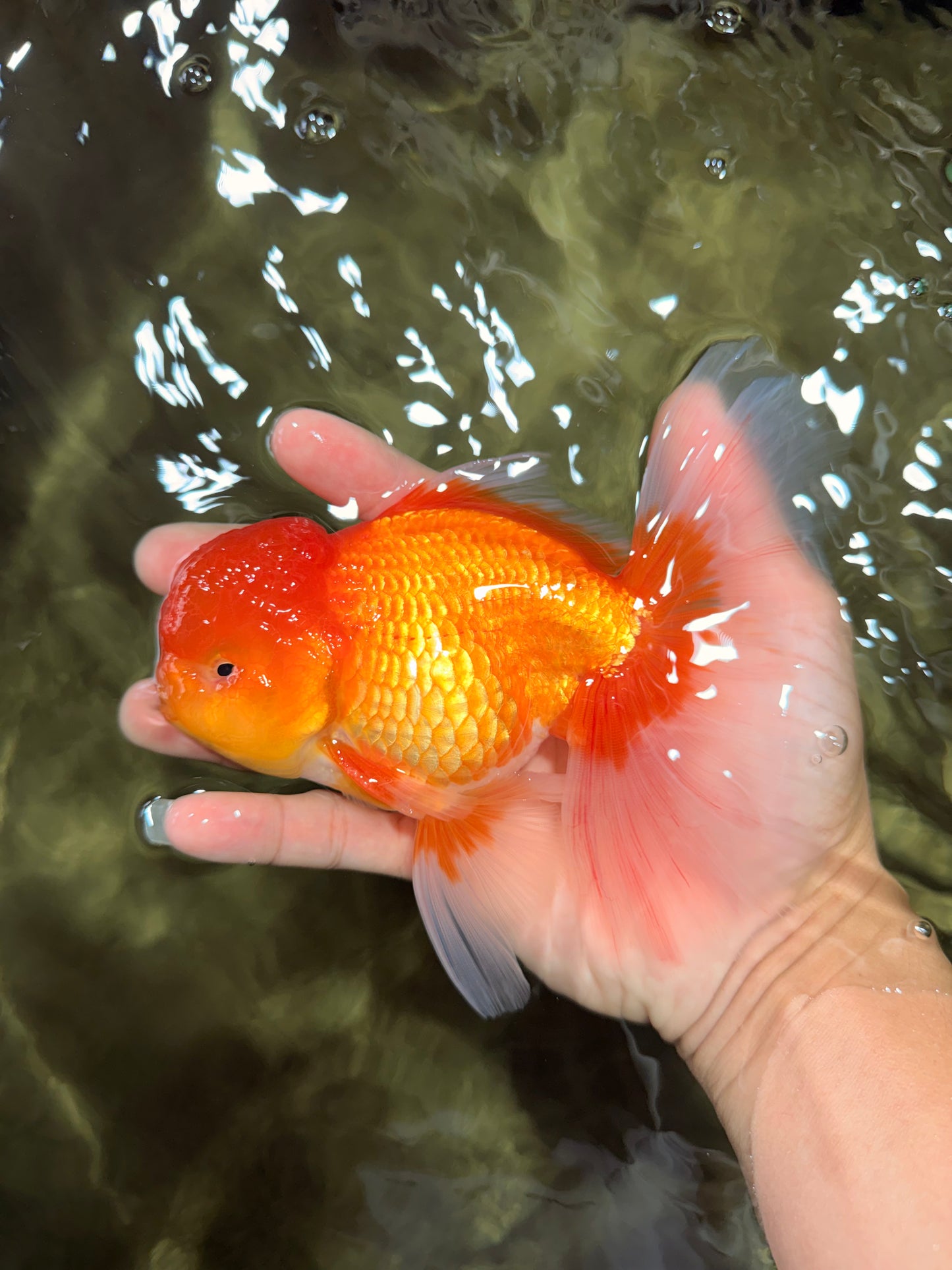 A Grade Red White Oranda Male 6 inches #081426OR_13