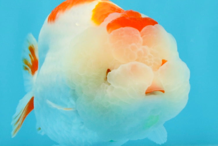 CHUBBY AAA Grade Kohaku Red White LionQueen 4.5-5 inches #032726LC_18