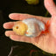 👶 Baby Red White Lemonhead Lionchu Male 3.5 inches #0209LC_28