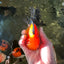 A Grade Grumpy Apache (Black Orange) Oranda Female 5 inches #110824OR_02