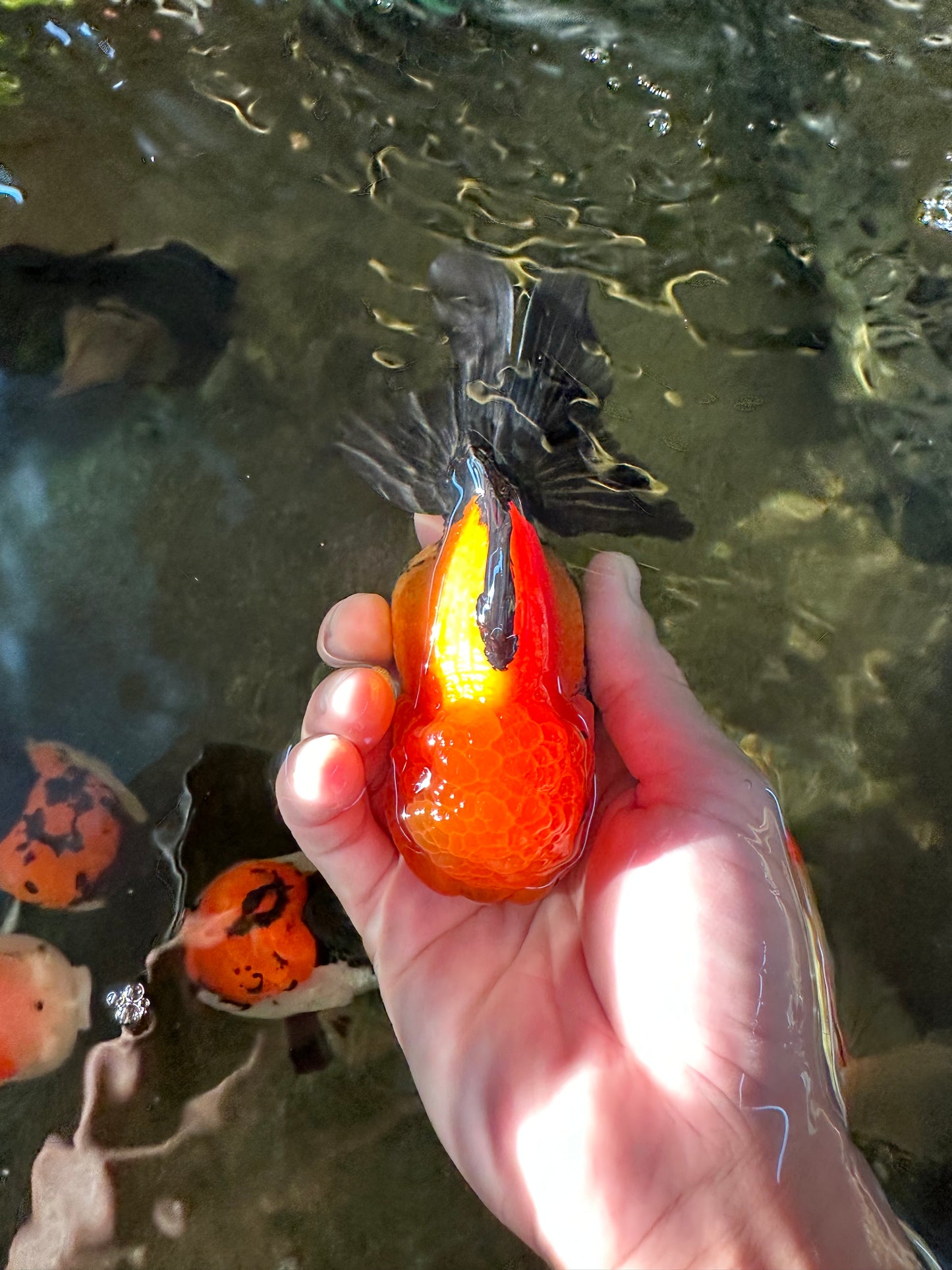 A Grade Grumpy Apache (Black Orange) Oranda Female 5 inches #110824OR_02