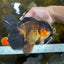 AAA Grade GIANT Godzilla Apache Oranda Male 6.5 inches #090525OR_09