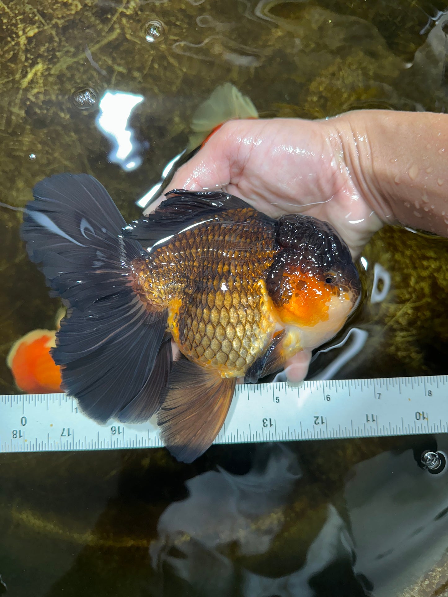 AAA Grade GIANT Godzilla Apache Oranda Male 6.5 inches #090525OR_09