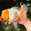 AAA Grade White Oranda Female 7-7.5 inches #032026OR_03