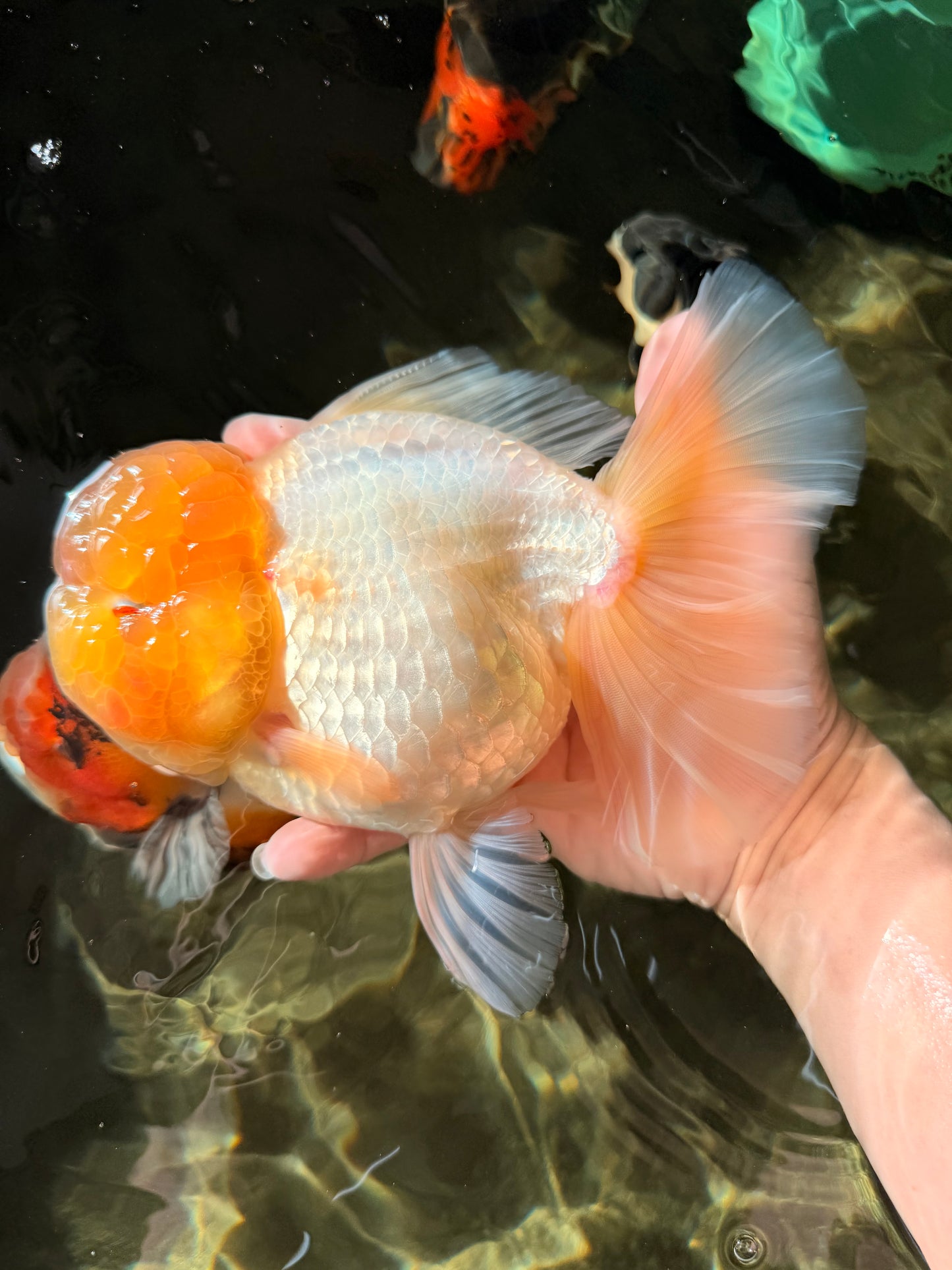 AAA Grade White Oranda Female 7-7.5 inches #032026OR_03