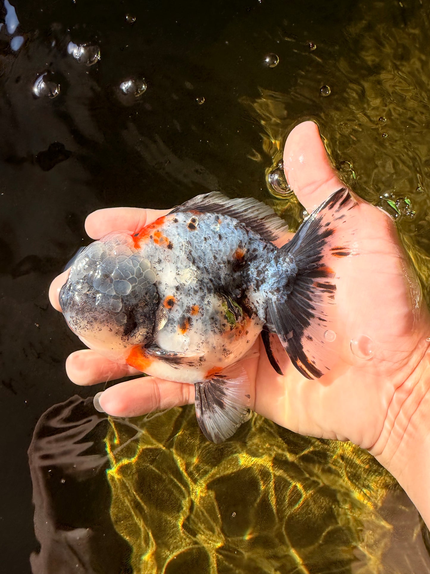 Calico Yuanbao Male 5 inches #032026YB_16