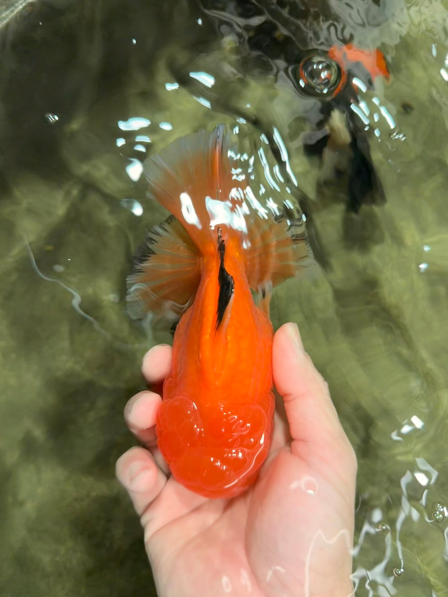 A Grade Orange Juice Oranda Male 5.5-6 inches #040326OR_17