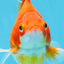 A Grade Red White Ryukin Male 5.5 inches #111425RK_13