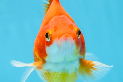 A Grade Red White Ryukin Male 5.5 inches #111425RK_13