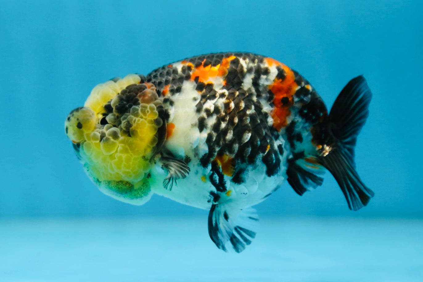 SUPER CUTE Tricolor Tiger Lionchu Female 3.5 inches #090525LC_04