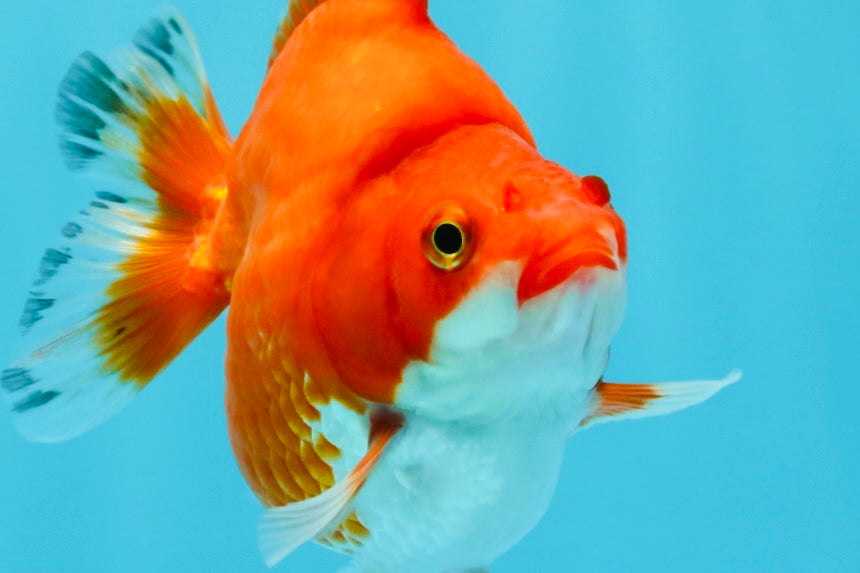 AAA Grade Red White Ryukin Female 4 inches #022726RK_18