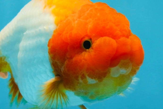 Really Fat Ranchu Red White Big Wen Ranchu Male 5 inches #031425RC_02 – Jimmy Goldfish