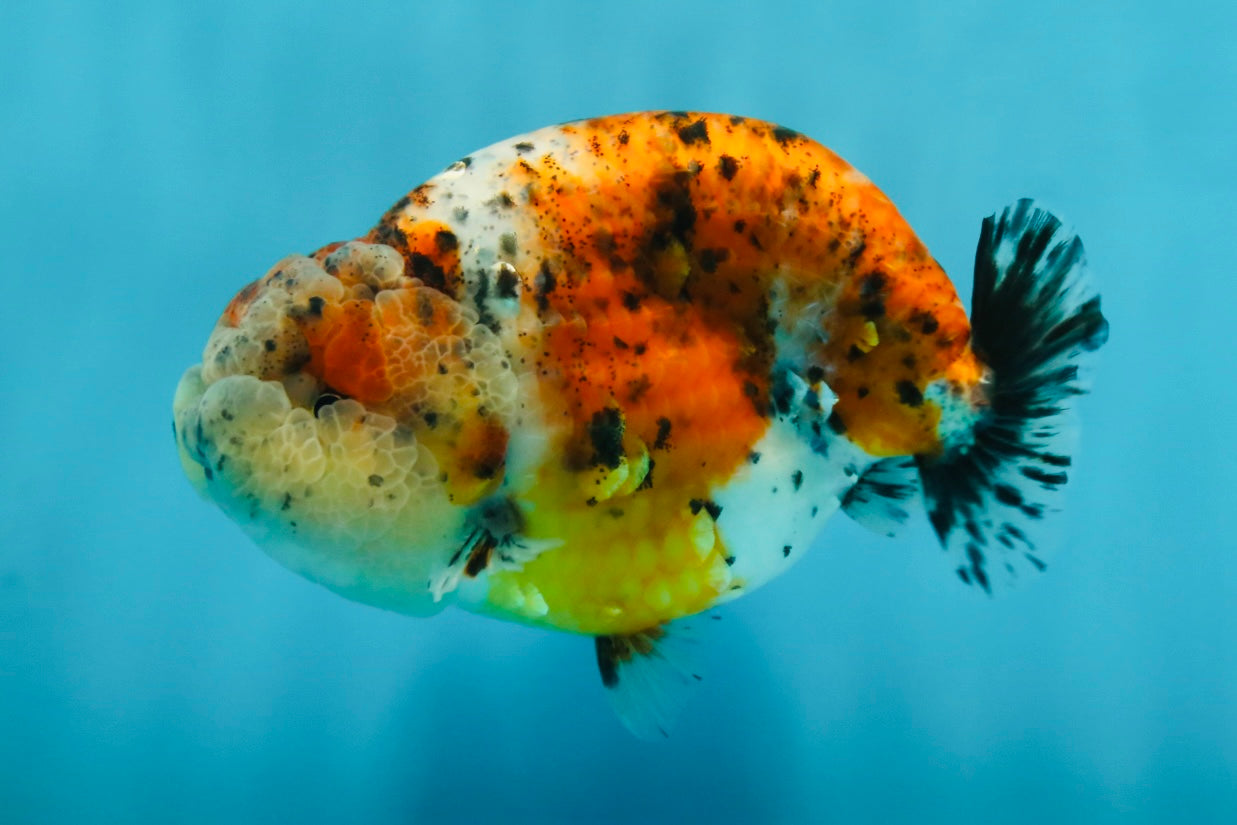 AAA Grade Calico LionKing 4.5-5 inches #050925LC_03