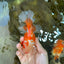 SHOW GRADE Won Runner 2nd Red White Oranda Male 5.5 inches Trophy Included #062025OR_01