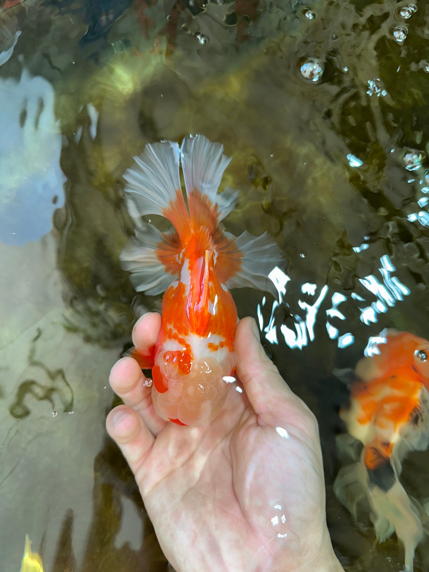 SHOW GRADE Won Runner 2nd Red White Oranda Male 5.5 inches Trophy Included #062025OR_01