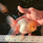 A Grade Super Chubby Lemonhead Button Eyes Oranda Male 5-5.5 inches #110824OR_12