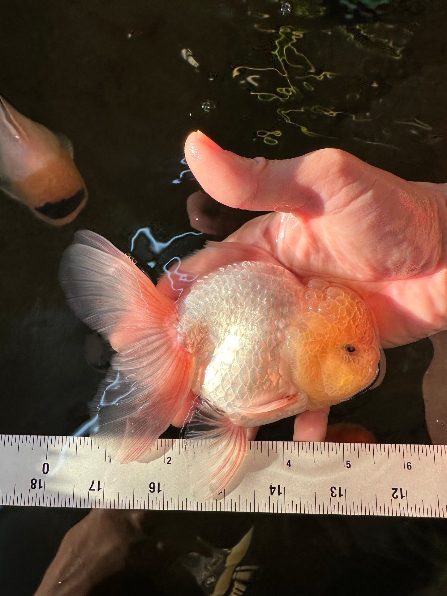 A Grade Super Chubby Lemonhead Button Eyes Oranda Male 5-5.5 inches #110824OR_12