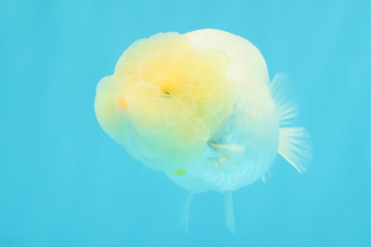 A Grade White LionQueen 4-4.5 inches #030626LC_04