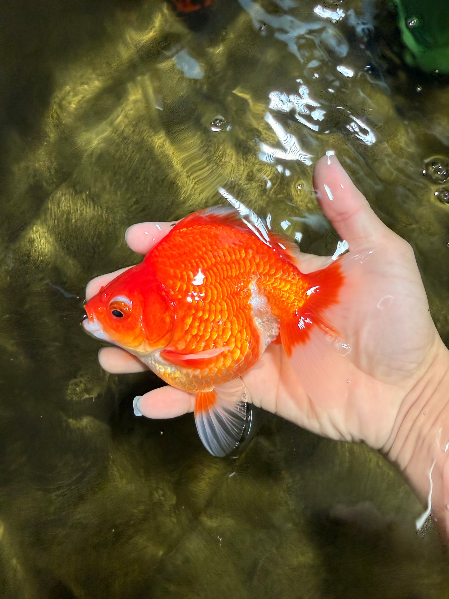 A Grade Red White Ryukin Male 5.5 inches #111425RK_13