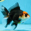 NEZHA Tricolor Oranda Female 5 inches #091925OR_08