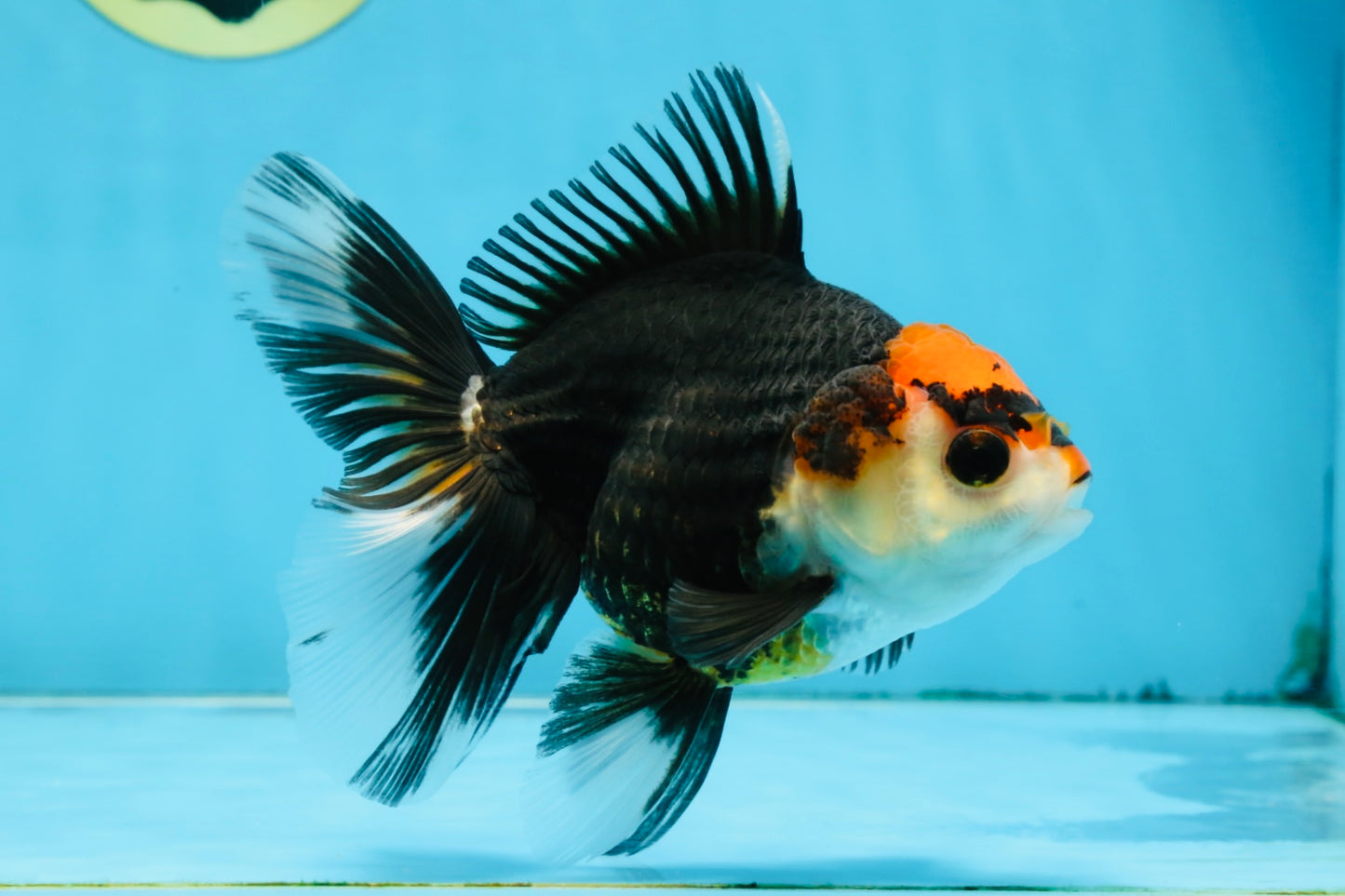 NEZHA Tricolor Oranda Female 5 inches #091925OR_08
