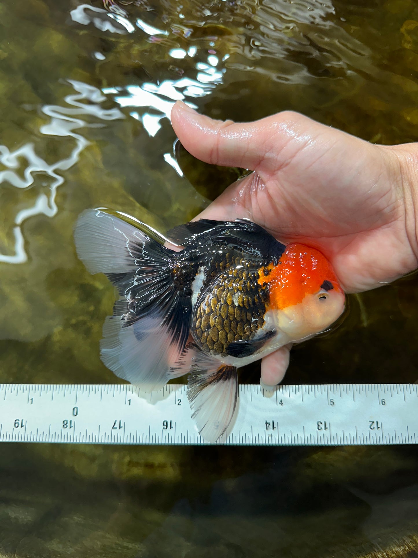 A Grade Tricolor Oranda Female 5-5.5 inches #080825OR_12
