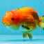 Lionchu naranja hembra de 4,5 pulgadas #0927LC_35