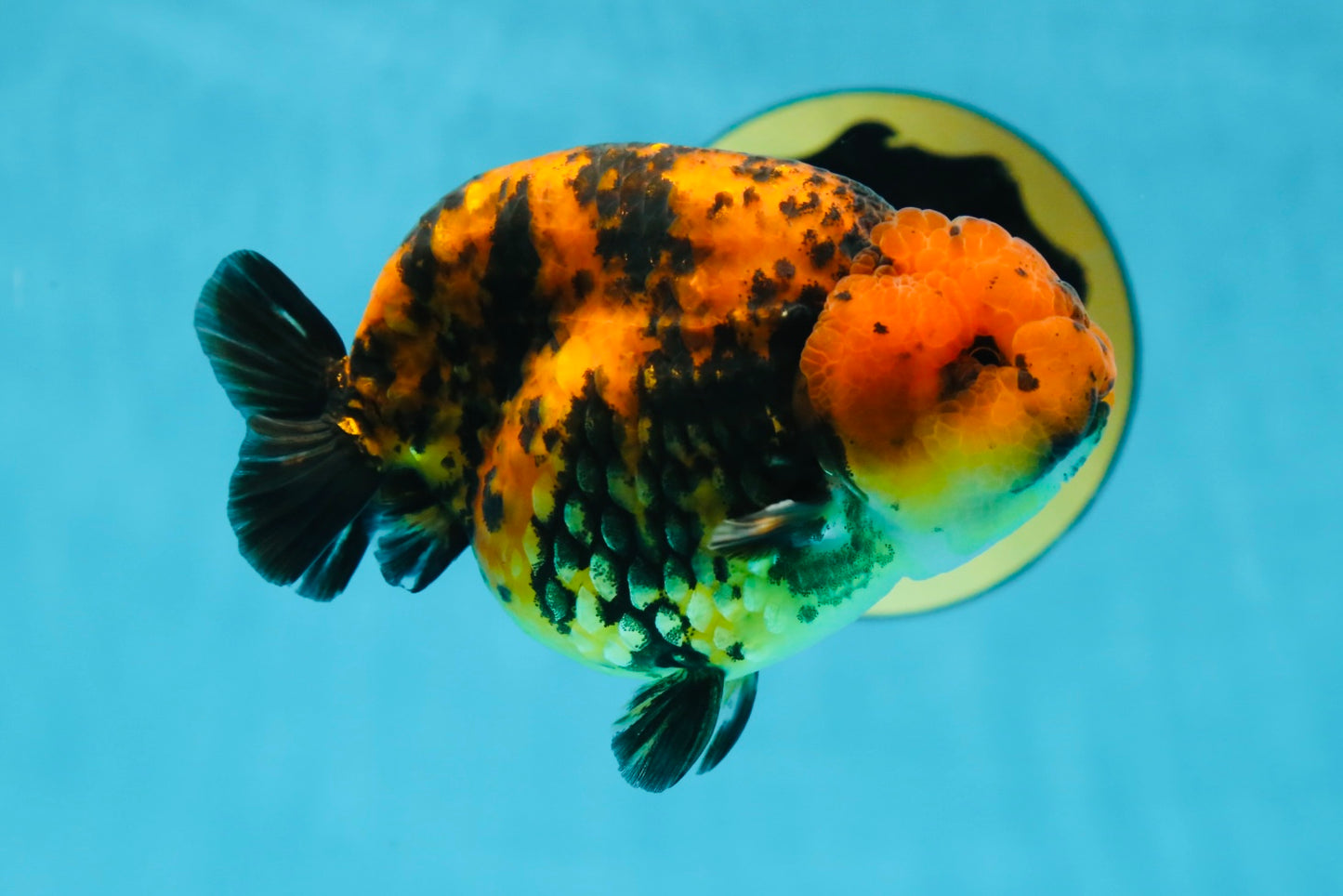 AAA Grade Tiger LionKing 4-4.5  inches #053025LC_10