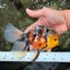 A Grade Sanke Oranda Male 6.5 inches #080726OR_20