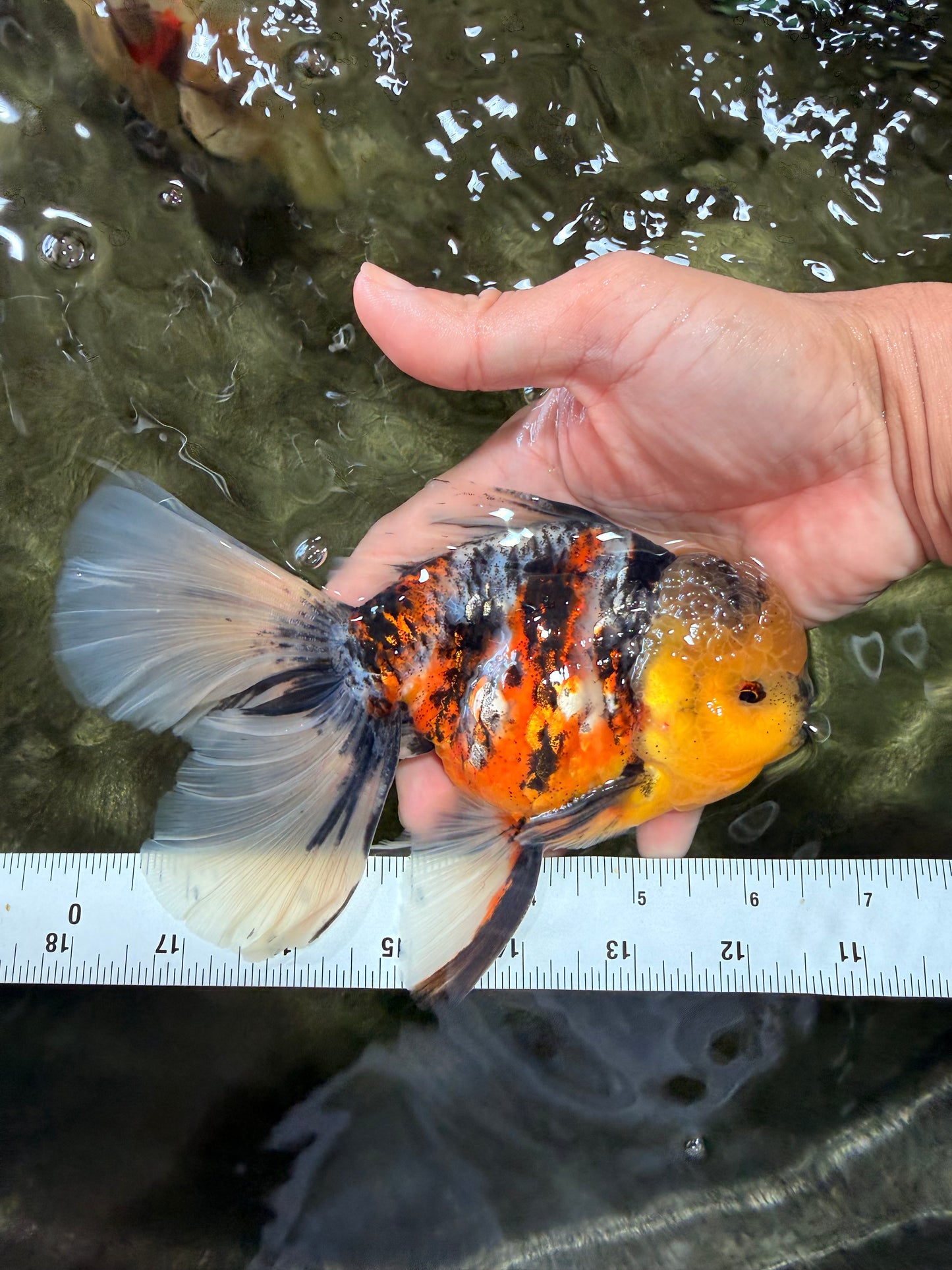 A Grade Sanke Oranda Male 6.5 inches #080726OR_20