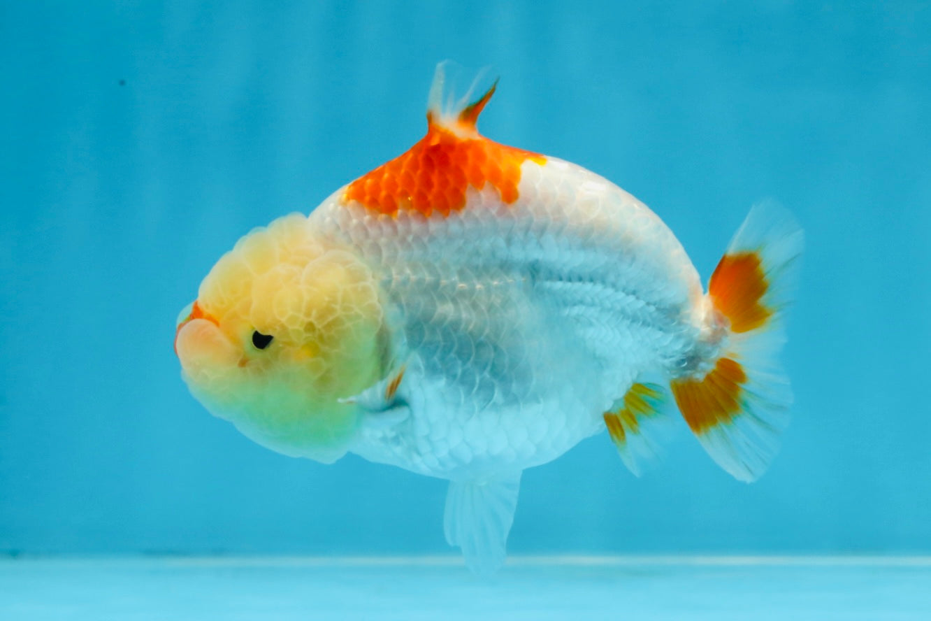 AAA Grade Red White Shark LionQueen 4 inches #101725LC_01