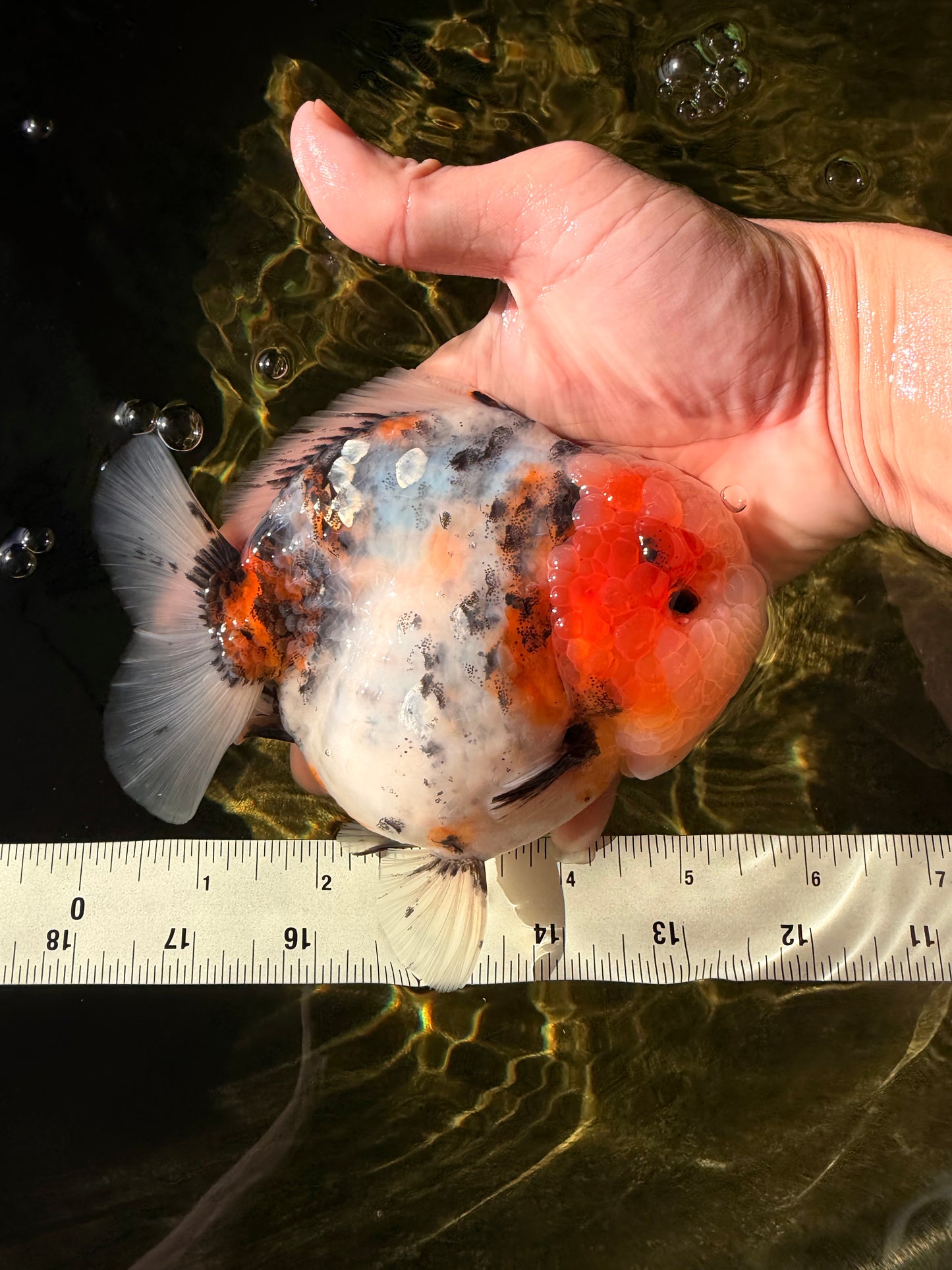 AAA Grade Marble Calico Blue Base Yuanbao Female 6-6.5 inches #032026YB_26