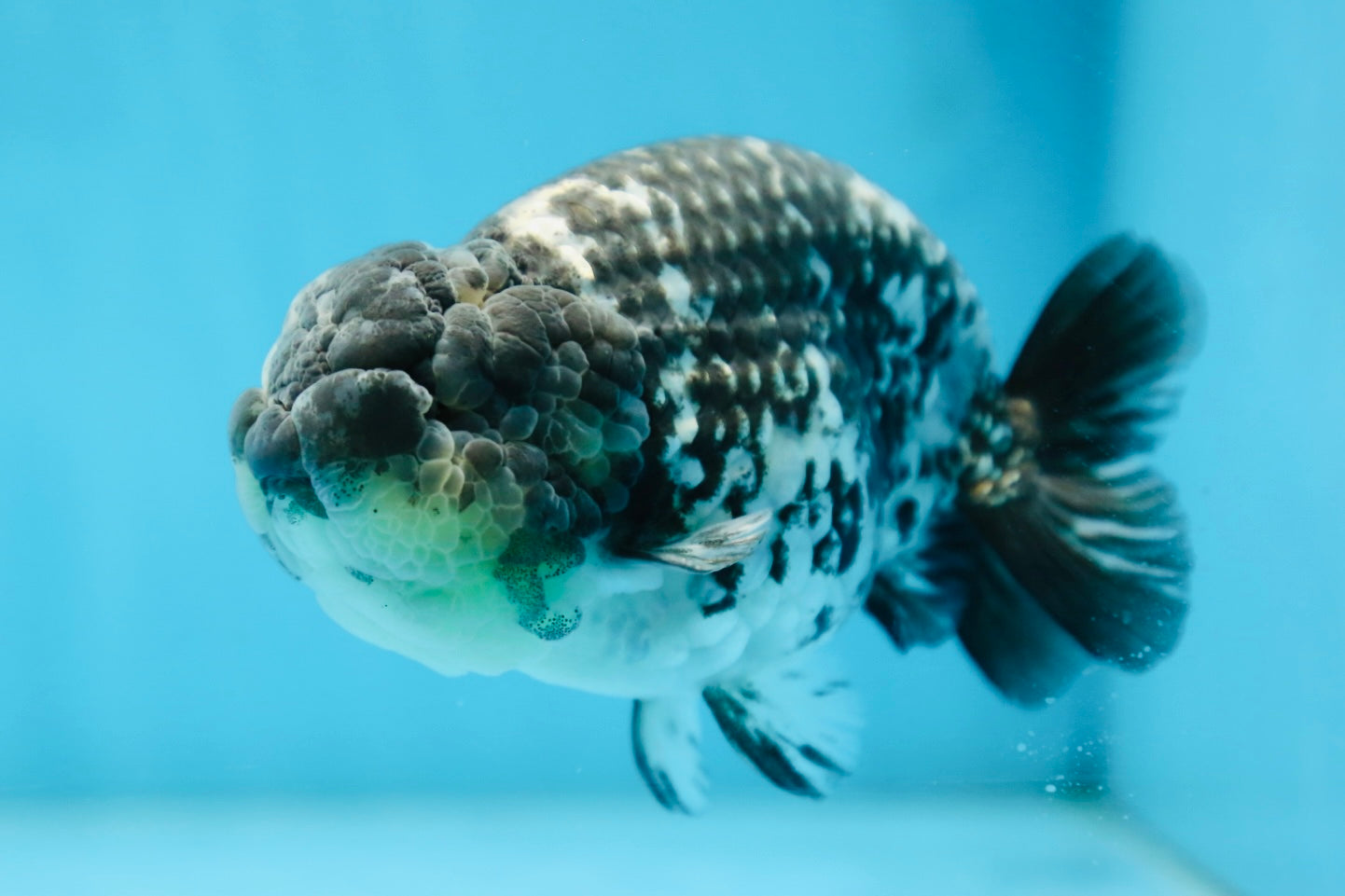 A Grade RARE White Tiger LionKing 4.5 inches #082925LC_04