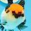 A Grade Cherry Head Tricolor Oranda Female 4.5-5 inches #0614OR_22